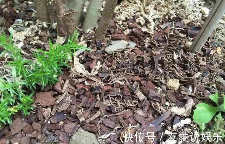 土壤|4种垃圾不会分类别担心，埋在花盆底，叶子绿得直滴油！