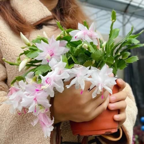 蟹爪兰开花小技巧,抓住几个重点,每片叶片都能冒花苞,花期还长