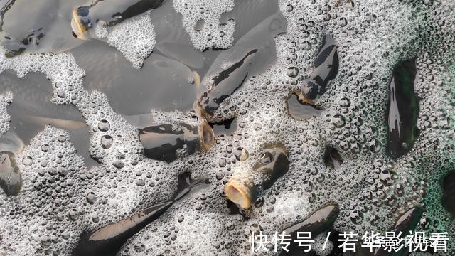 灵顿|子线的长度将会决定你渔获的多寡,错误的子线用法不仅没口还空军