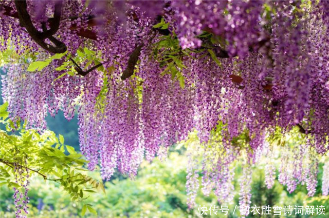 王國維 蝶戀花 三首 已知年華留不住 人間總被思量誤 中國熱點