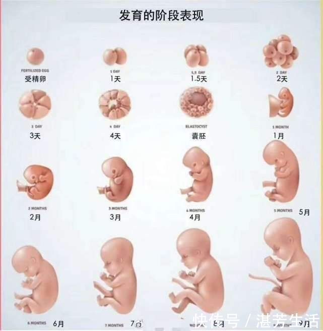 早产儿|胎儿多少周出生算正常？孕晚期这4点做到位，孕妈安心孩子足月生