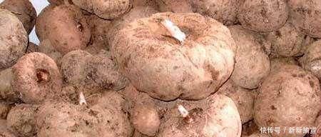 火龙果|此物是便秘的“克星”,每天吃点,排便又快又畅通,比药都管用