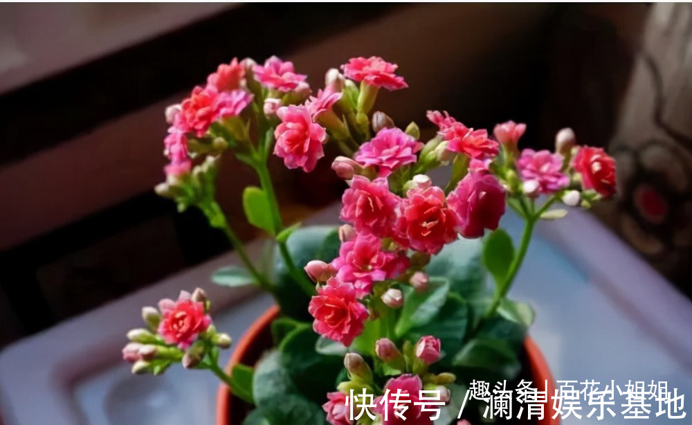 夜晚能够“制氧”的5种花,卧室小更要养一盆