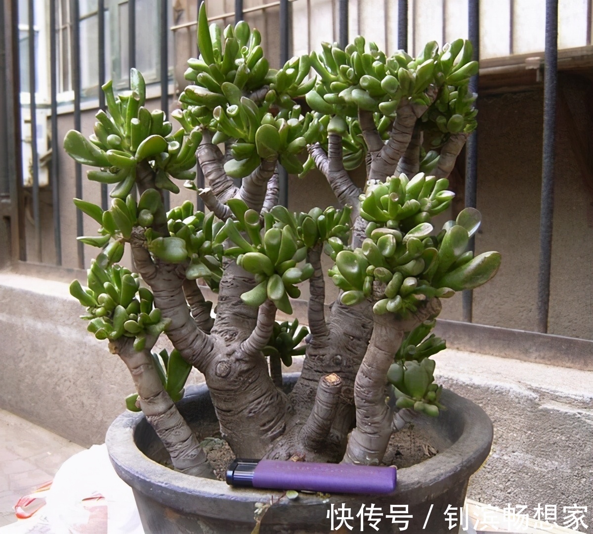 5种“丑花”,寓意却大,富贵又威武,再丑也要养一盆