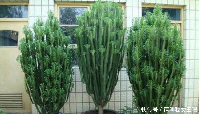 平安树|什么发财树,平安树,不如这2种“老树”好养,大气,富贵又镇宅!