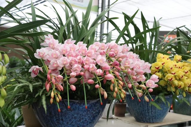 兰花浇水有“3看”，一个不小心，叶子全黄啦。