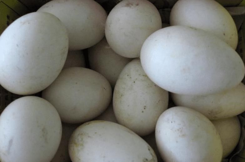 胎儿|怀孕时，孕妇可以常吃这4种食物，对胎儿发育好，还能缓解孕吐