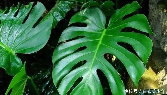 比,花,还,好,看的观叶植物,你知,道几种?