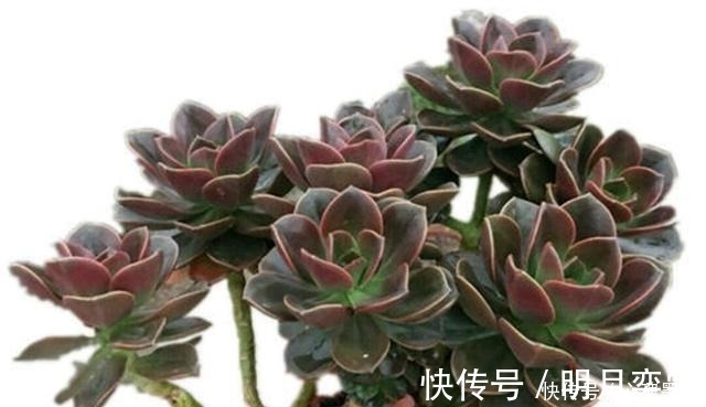 叶色|深色系的冷门多肉植物巧克力方砖,养出状态其实挺好看!