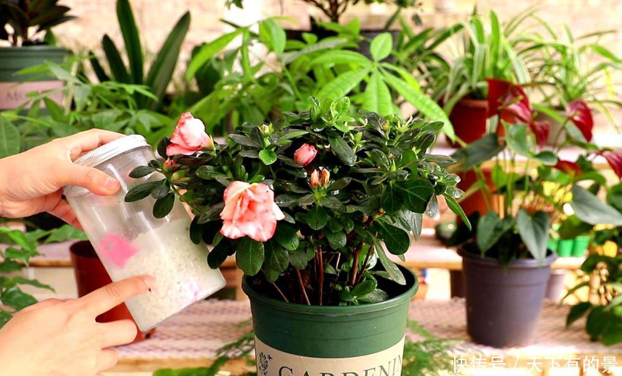 会出问题|杜鹃花被拉入“黑名单”不敢养?其实掌握“四合理”,你也能养好