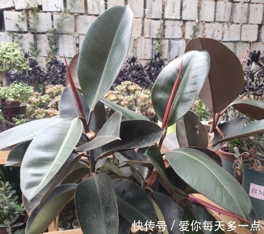 高花盆养花易“烂根”一个破纱网,一个泡沫箱,根系直接长满盆