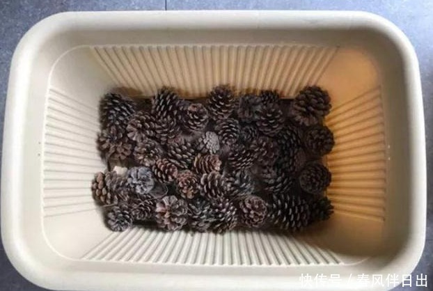 怎么让养花更富有趣味?多收集松果,学着这般处理