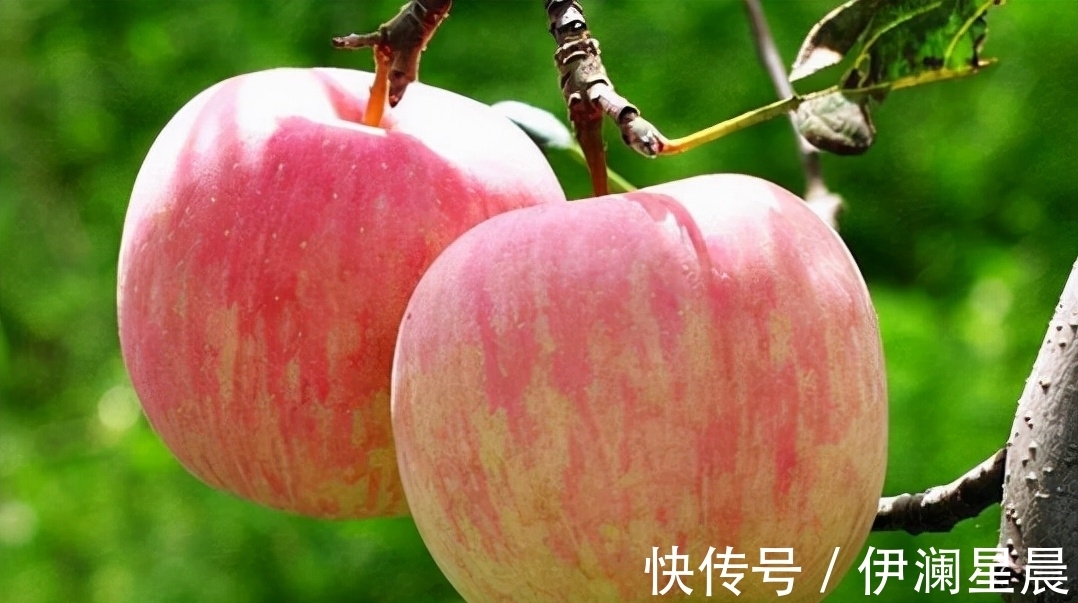 羊肉|马上就过年,家里要有的3种“幸福果”,寓意吉祥幸福财源滚滚