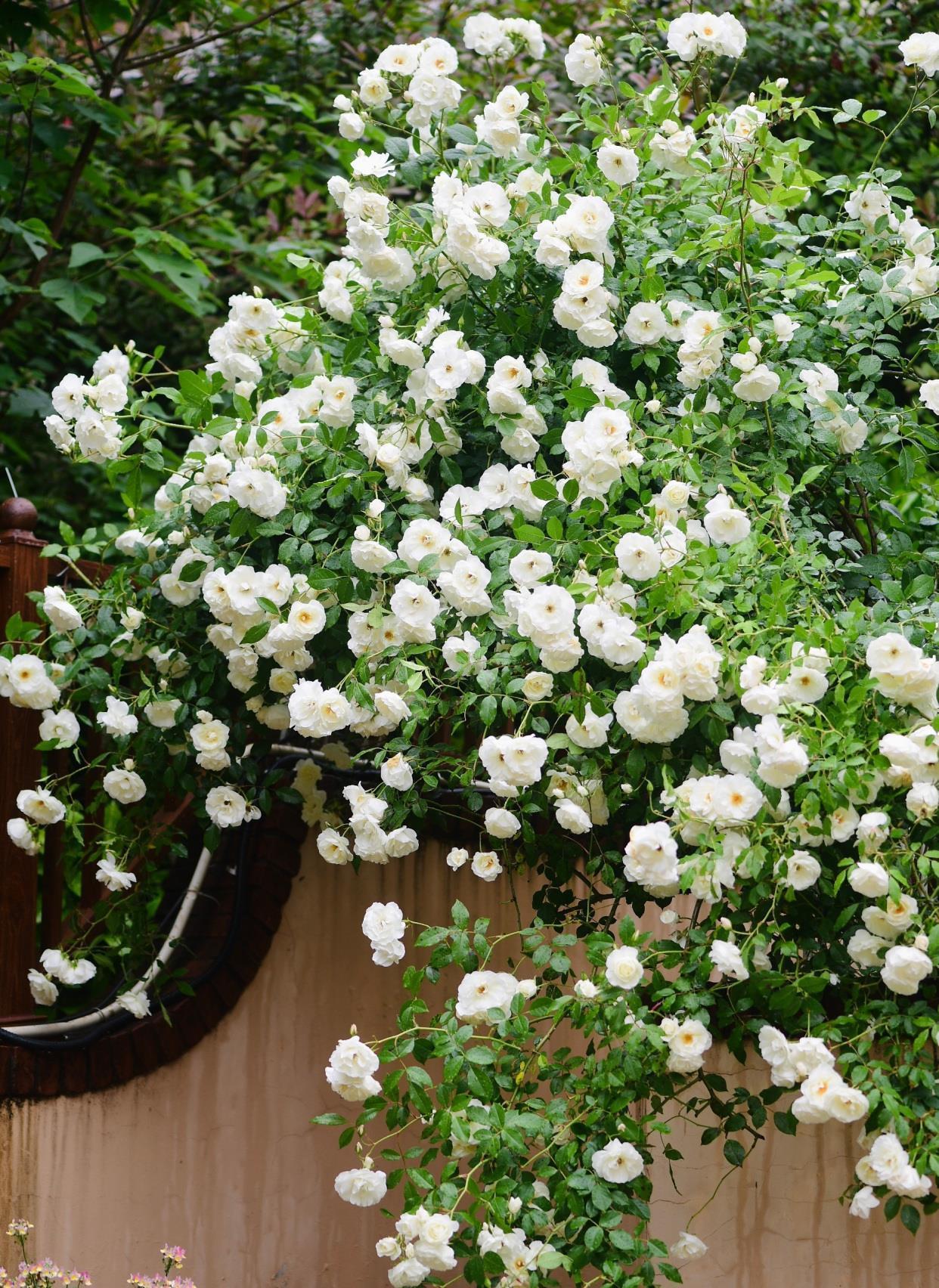 月季花|阳台也能养的藤本月季,丰花勤花,能给你一面美丽花墙