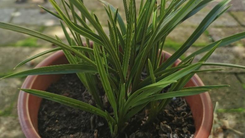 养生草|挑兰花苗技巧:一看品种、二学会辨别生草和熟草