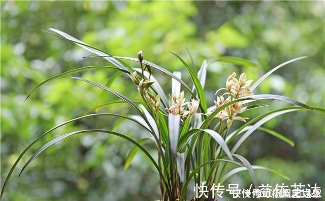 兰花|养兰花“2懒1勤”别守规矩，新芽冒不停，花箭半米高