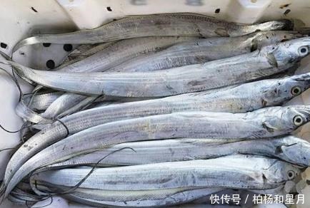 市场上这6种鱼放心购买,都是人工捕捞海鱼,营养丰盛,口感极佳