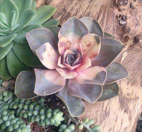 养护|秋天3种花,千万不要买,买了难养活,白白浪费钱