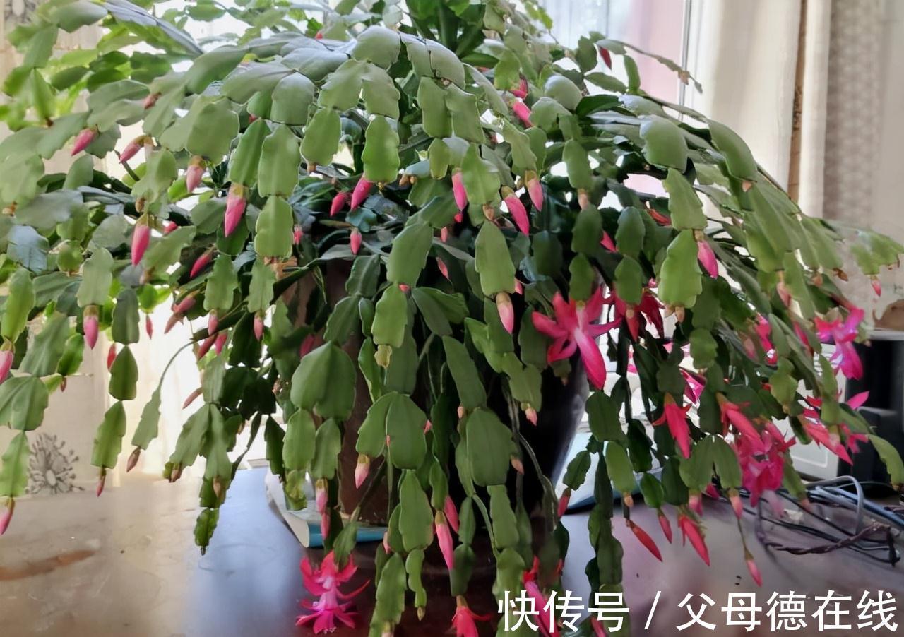 蟹爪兰喜“2种肥水”,每隔30天“喂”1杯,叶片肥厚油亮、开花快