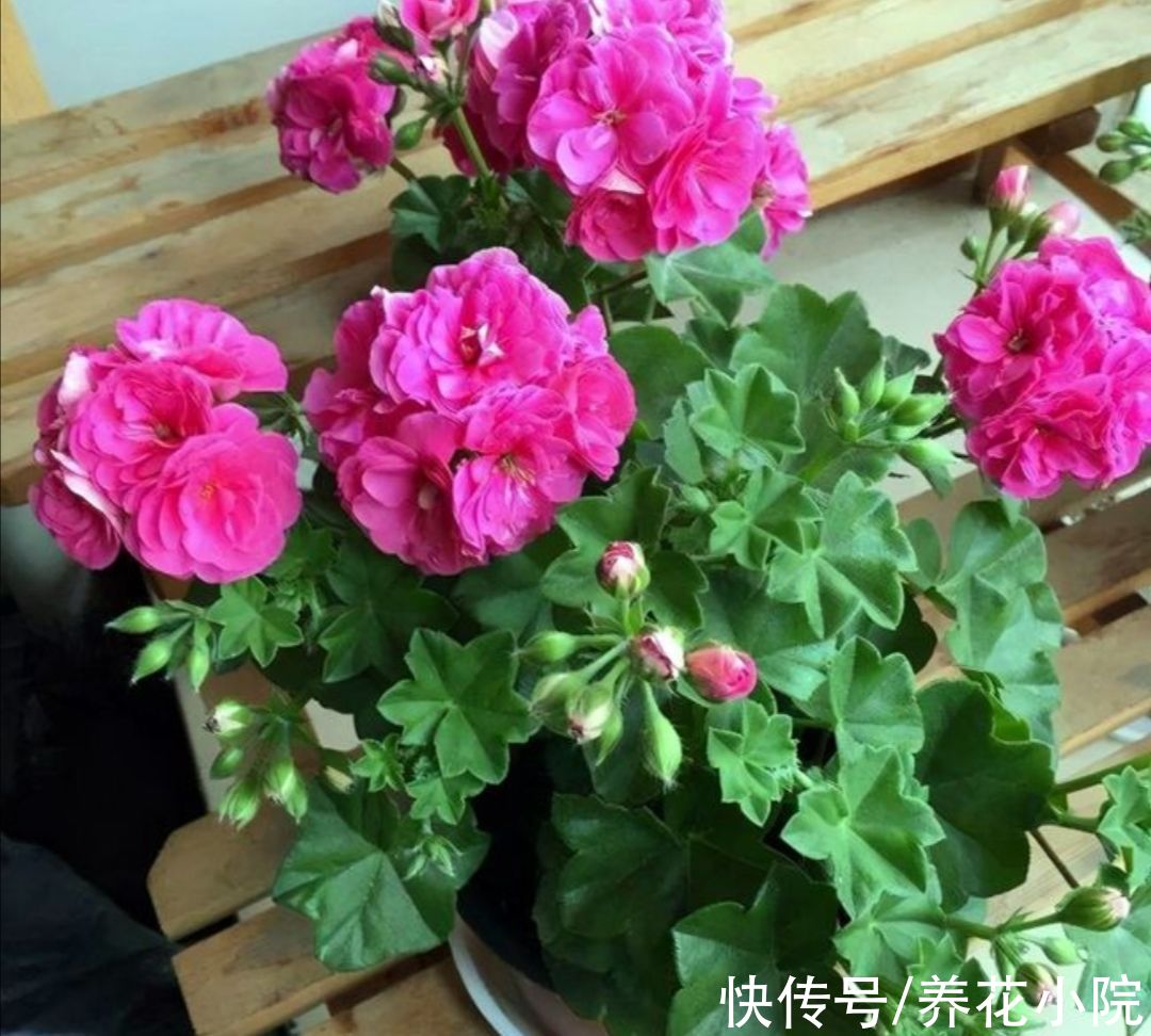 天气变冷,10种花要减少浇水,不然难过冬