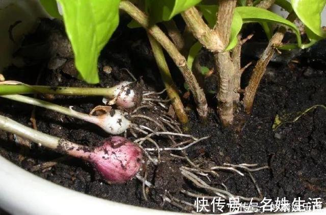 沙子|盆里埋点它,小虫子全没了,花越长越茂盛!