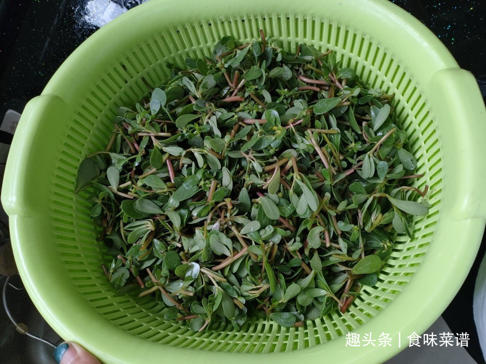 马齿苋|此8种野菜不用花钱买,来认识一下,营养高味道好,错过等明年了