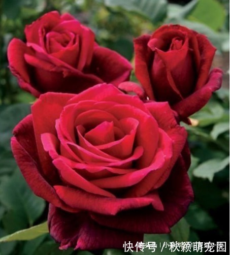 喜欢菊花，不如养“传统名菊”兼六香菊，叶大肥厚，花姿独特