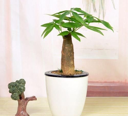 养殖|几种植物,不要养殖在卧室里面,不然就别想睡好觉!