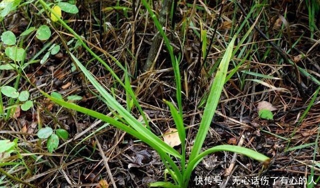 蛇崽草|农村一种奇草,蛇见到就怕,人称“蛇崽草”,民间常用来煲鸡汤