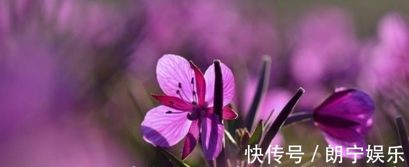 杨万里@范成大最经典的一首六言绝句,同样也被低估了,通篇美得令人心醉