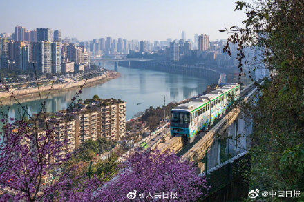 列车|开往春天的列车！重庆列车穿行花海好像电影