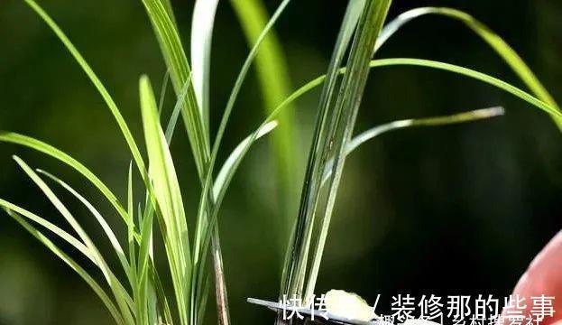 兰花一直养不壮？而且难开花？这些原因如何处理？教你一个小技巧