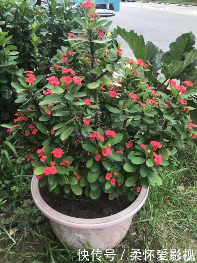 这10种耐旱花，2个月不浇水，叶子反而绿油油