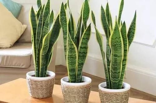 人养花,花也养人,这5种花,越养家里越干净,聪明人都喜欢