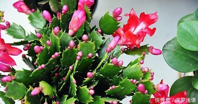 蟹爪兰花苞未开,就已经枯萎,快停止这“3动作”!还能开一茬花!