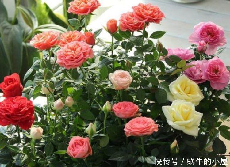 4种花一开就是200天，花姿妖娆，四季繁花似锦