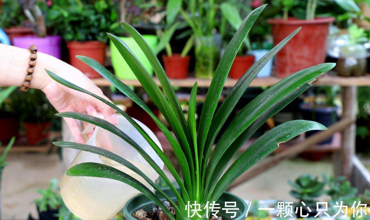 君子兰“夹箭”开不动?学会2招,只要7天,就把花箭拽出来