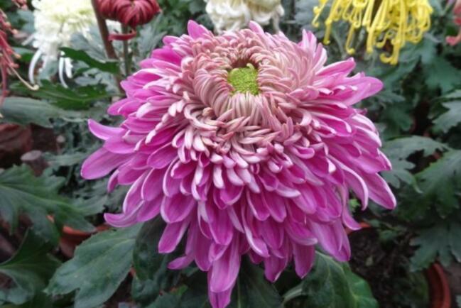 喜欢菊花,不如养盆“菊中珍品”,如鸳鸯戏水,鲜艳美丽