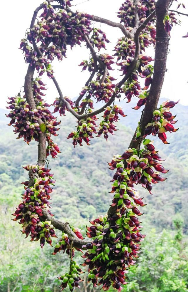 老年|禾雀花开，成林成片！我们实地为你做好赏花攻略了……