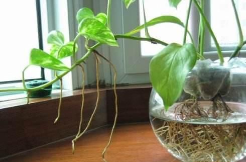  土壤|扦插绿萝，这种枝条最靠谱，生根快，长得旺，迅速长满盆