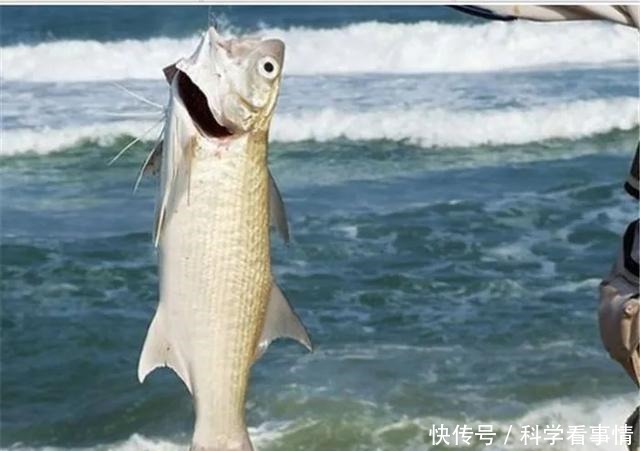 在中国“排名第一”的午鱼,是什么鱼