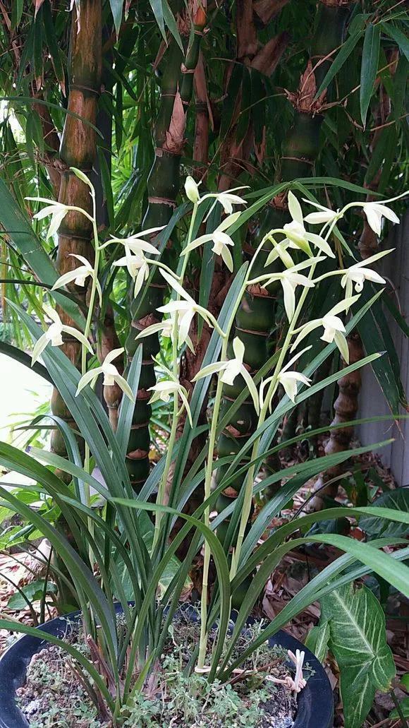 花友|淘米水啤酒水,真不如这种水,养花一绝,浇一盆旺一盆