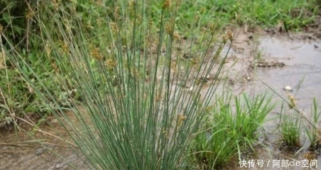 上火|上火心烦又失眠,此草煮水喝两口,作用非常大,早知道早受益