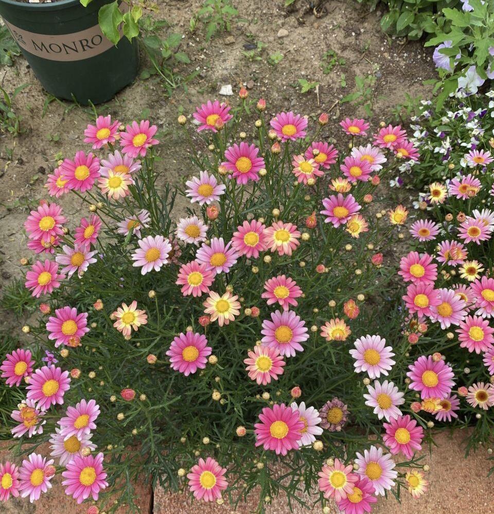 气温升高，玛格丽特有“3个喜好、1个害怕”，养好就是大花球