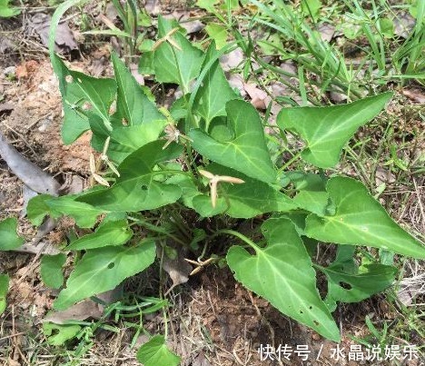 凉血|农村以下常见的野草，能清热解毒，凉血消肿，清肝明目，你认识吗