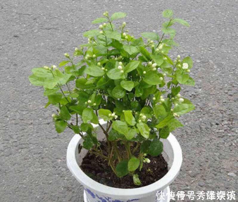 养茉莉花,盆里放几粒“小东西”,花儿怒放、芳香,一年开花不断