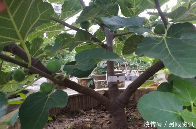 无花果快挂果了，有“2件事”别忘做，果子不止多一倍，甜度高