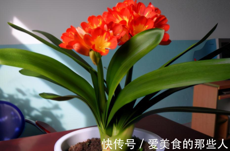 君子兰室内盆栽,12月满足4个条件,新叶花箭蹭蹭长,开花美