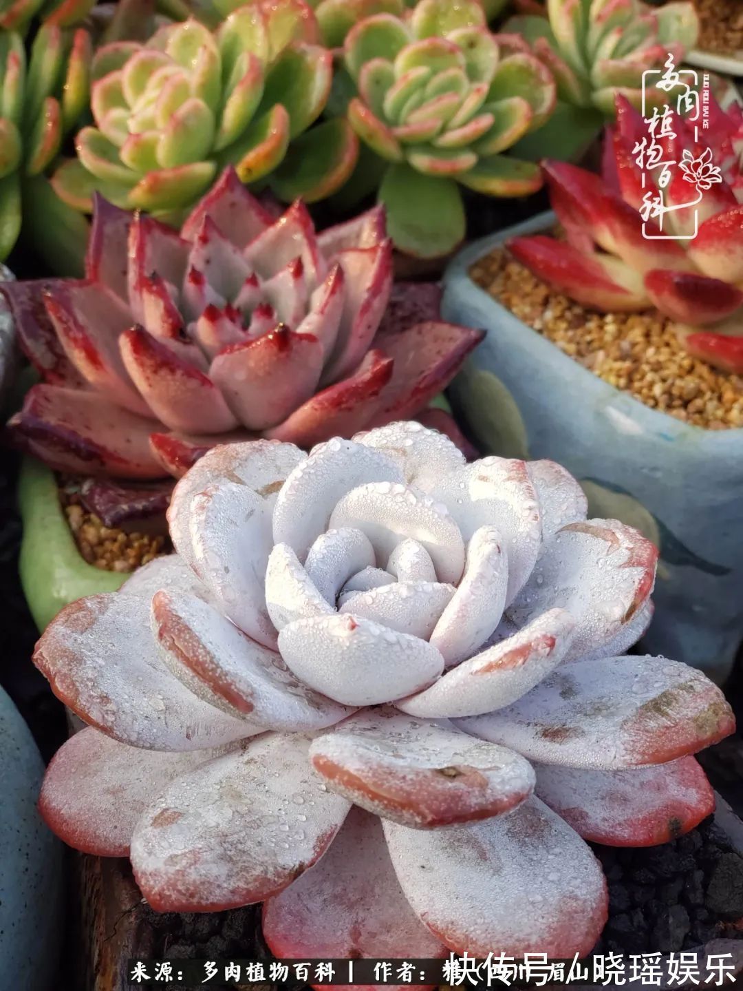 万圣节|养多肉六年,从痴迷到佛系,世事漫随流水,唯有喜爱永恒!