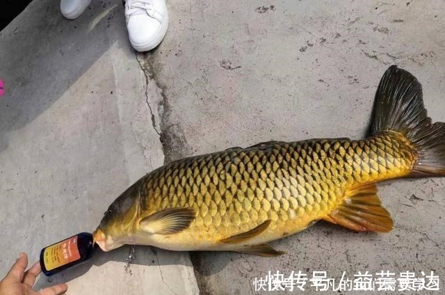 养殖|饵料要香甜可口，钓鱼才会好用别犯傻，这反而是个圈套